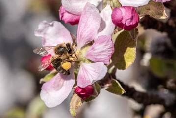 A bee gathering busy nectar on an apple tree