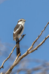 Fiscal Shrike in the Kgalagadi