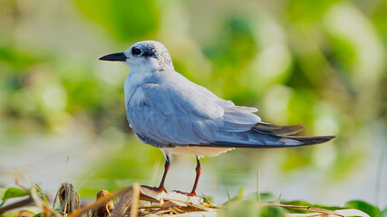 Whiskered tern