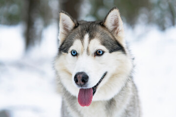 siberian husky dog © Дарья Шуйскова