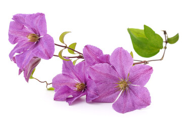 Purple clematis and leaves.