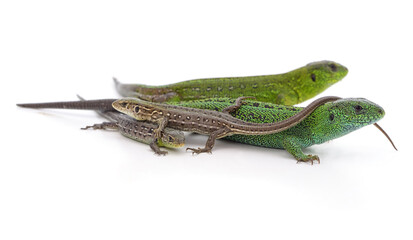 Green and brown lizards.
