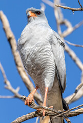 Pale-chanting Goshawk in the Kgalagadi