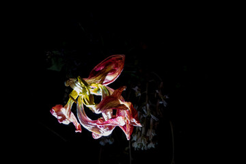 A withered bouquet of flowers illuminated in the dark