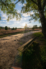 heath landscape in summerwith sunshine