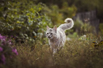 A contented gray country cat walks in the grass against a blurred background of nature and a wooden fence. Front view.	
