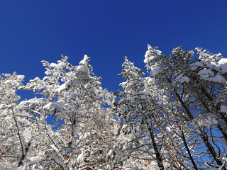 sceniche immagini della natura invernale innevata