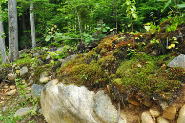 Foliage moss covered rock greenery