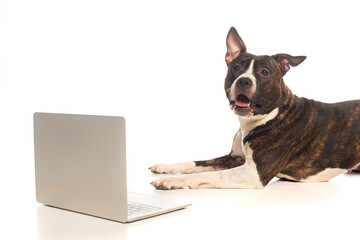american staffordshire terrier lying near laptop on white.