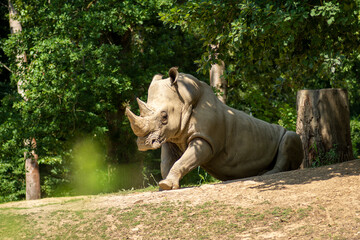 Rhino