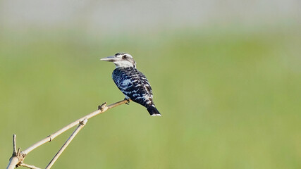 Pied Kingfisher