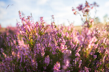 heath landscape in summerwith sunshine