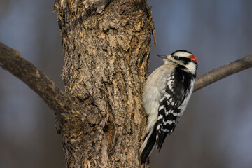 Male downy woodpecker (Dryobates pubescens)