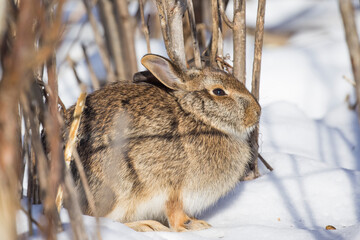 eastern cottontail in Canadian winter