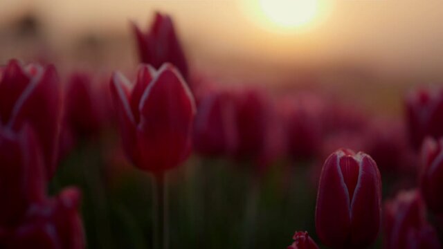 Closeup tulip bud in sunset light. Macro shot of gentle flower petals in sunrise