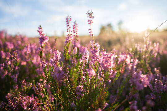heath landscape in summerwith sunshine