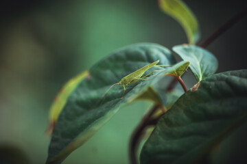 Green grasshopper locust on a green leaf on a blurred summer background. Side view 