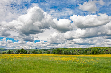 Obraz premium Yellow canola flowers in the summertime.