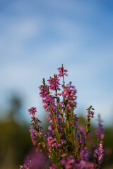 heath landscape in summerwith sunshine