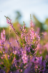 Obraz premium heath landscape in summerwith sunshine