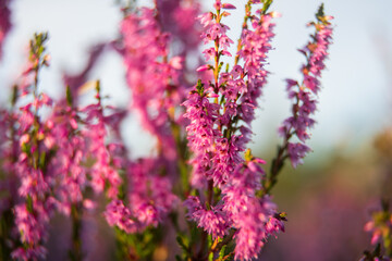 heath landscape in summerwith sunshine