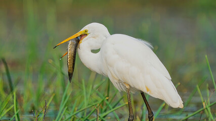 Egret