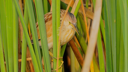 Yellow Bittern