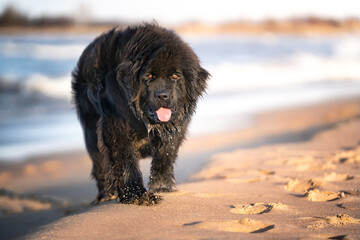 Pies rasy nowofunland na plaży 