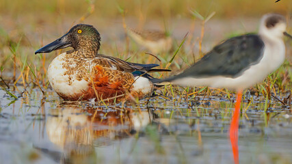 Northern Shoveler
