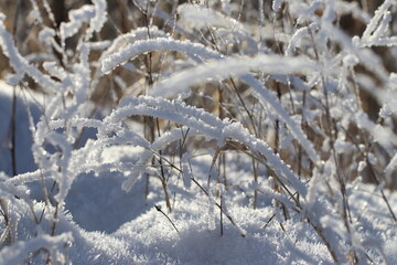 frost on the branches
