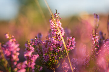 heath landscape in summerwith sunshine