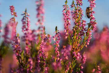 heath landscape in summerwith sunshine