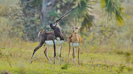 Black Buck