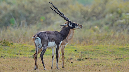 Black Buck