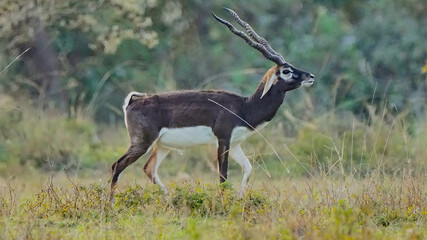 Black Buck