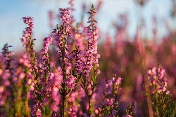 heath close up, Calluna vulgaris macro in summer