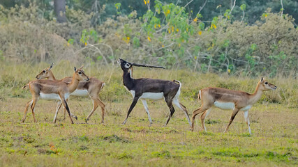 Black Buck © Kunal