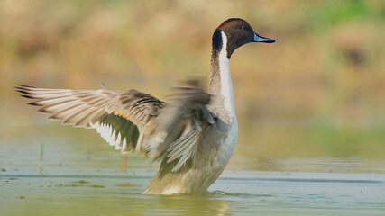 Northern Pintail