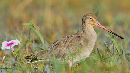 Black-tailed godwit