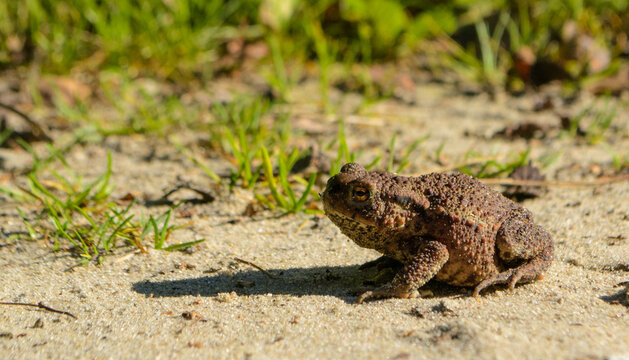 Froschhaut Bilder Durchsuchen 688 Archivfotos, und