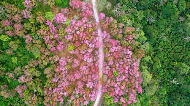 Wild Himalayan Cherry Blossom (Prunus cerasoides) or Thai Cherry flower at phu lom lo, Loei Thailand. 4K aerial view footage
