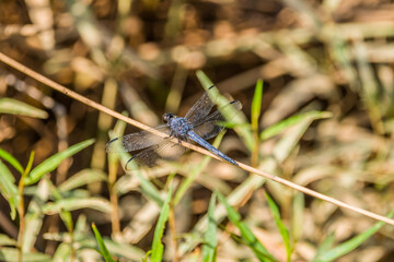 Large blue dragonfly closeup