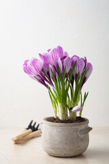 Spring flowers in pot and garden tools
