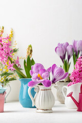Spring flowers in pot and garden watering can