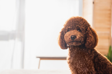 groomed and brown poodle looking at camera in bedroom.