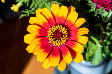 A beautiful colorful aster in a bunch of flowers