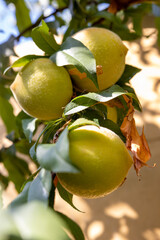 Duraznos desde el árbol