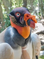 el rey de los gallinazos