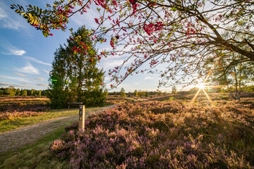 heath close up, Calluna vulgaris macro in summer