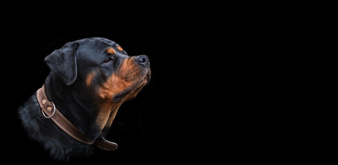 head of a Rottweiler breed dog on a dark background - portrait, looking with alertness into the distance, selective focus